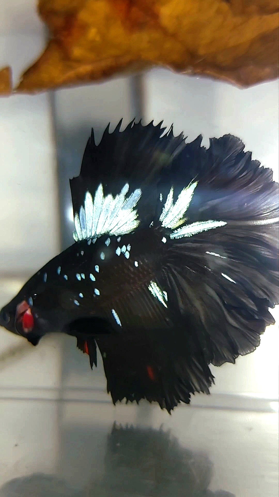 HALFMOON BLACK STAR GALAXY AVATAR BLUE RARE BETTA FISH