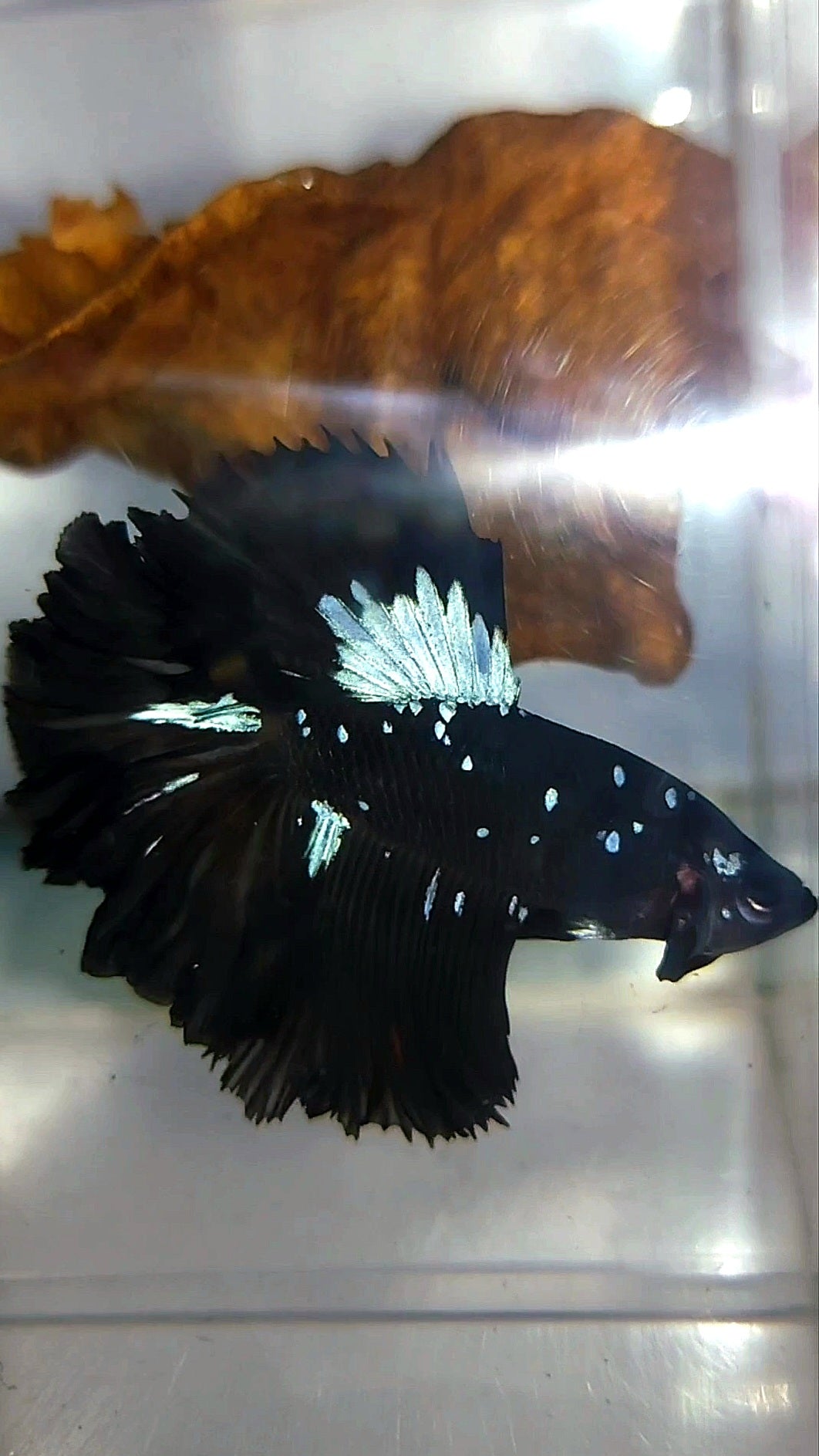 HALFMOON BLACK STAR GALAXY AVATAR BLAUER SELTENER BETTA-FISCH