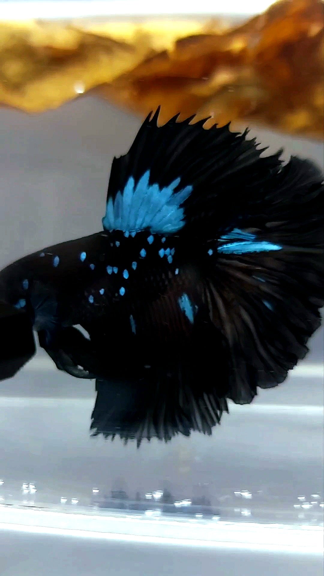 HALFMOON BLACK STAR GALAXY AVATAR BLAUER SELTENER BETTA-FISCH