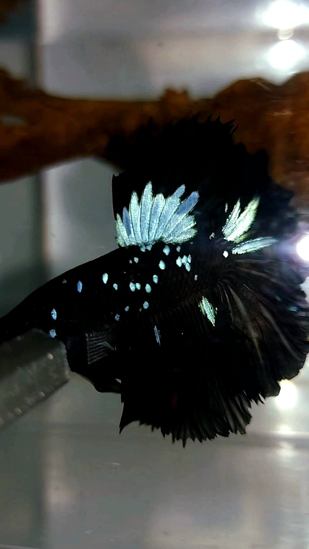 HALFMOON BLACK STAR GALAXY AVATAR BLUE RARE BETTA FISH