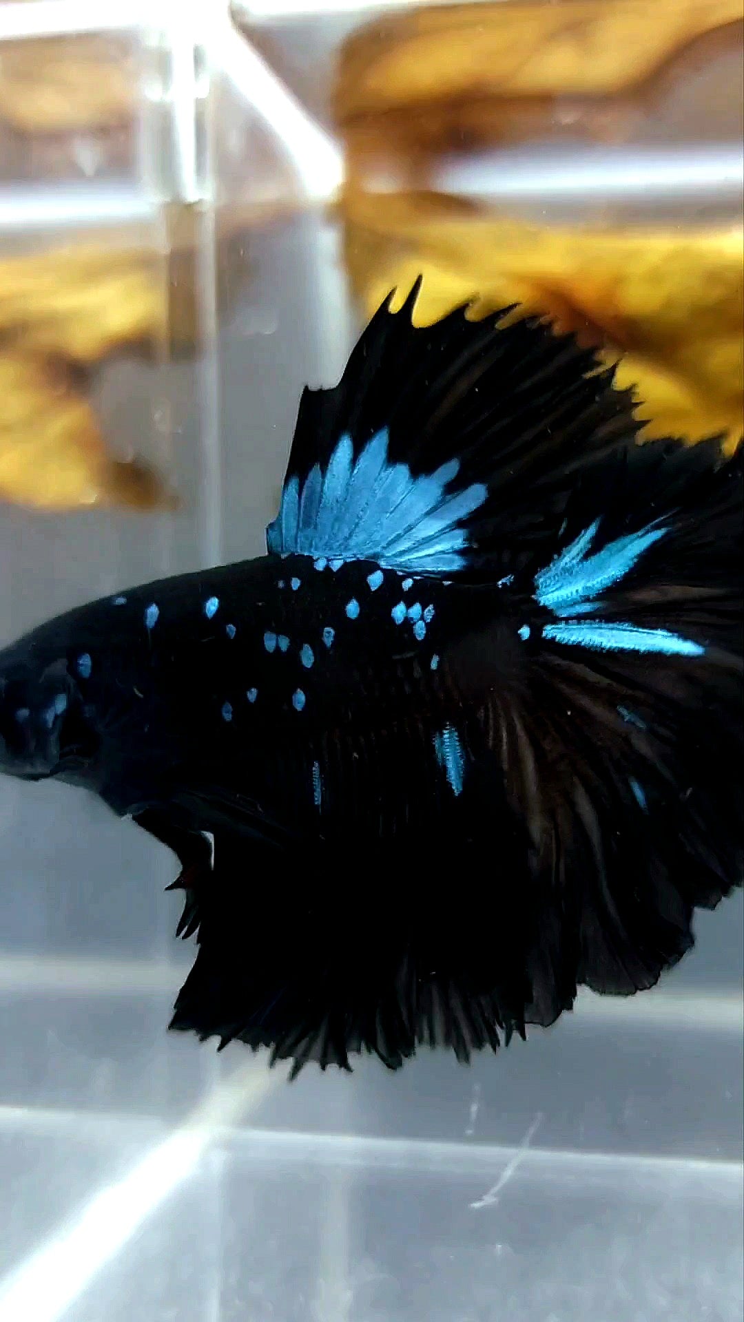 HALFMOON BLACK STAR GALAXY AVATAR BLAUER SELTENER BETTA-FISCH