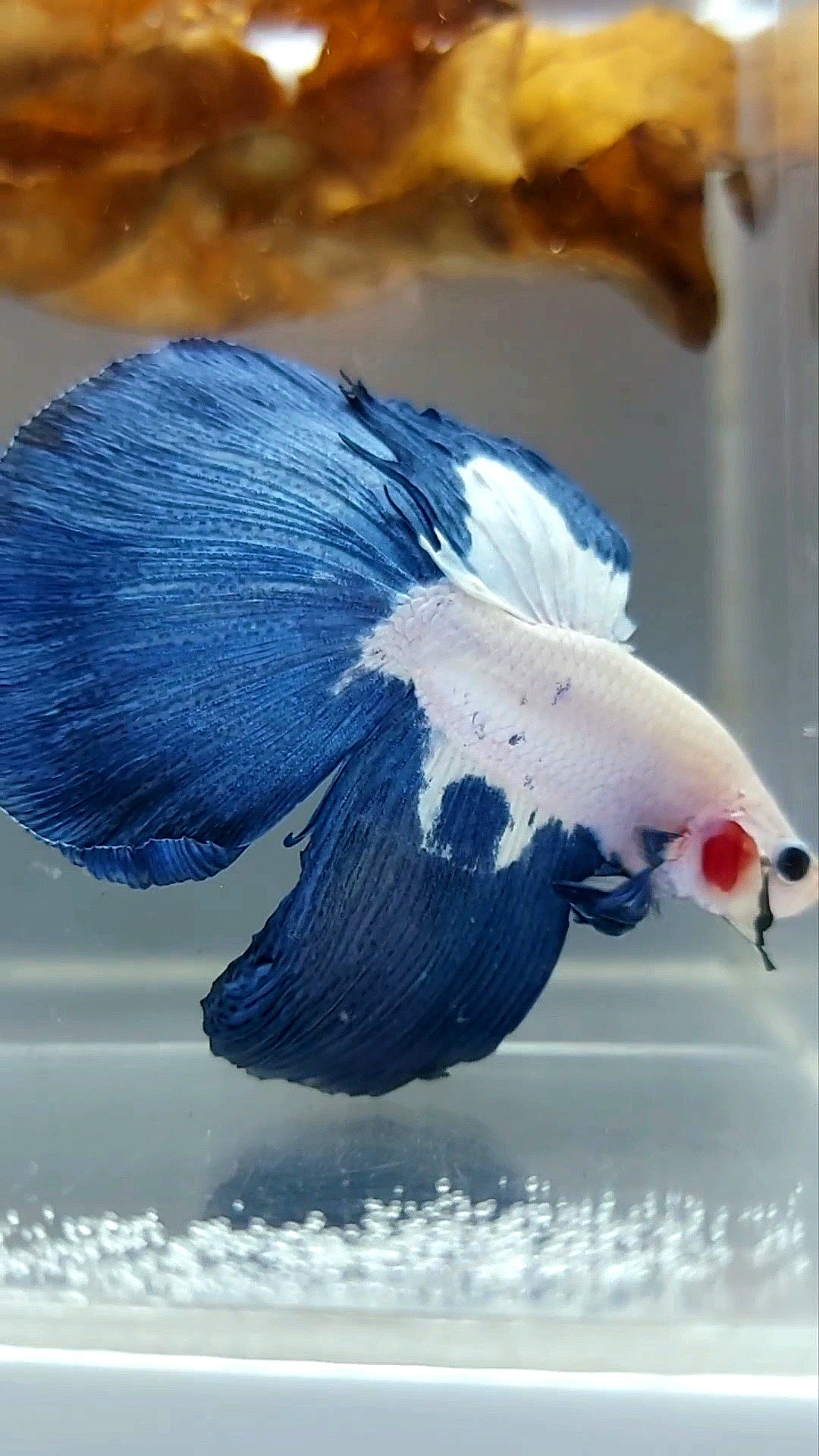 HALFMOON BLUE RIM TOP BETTA FISH