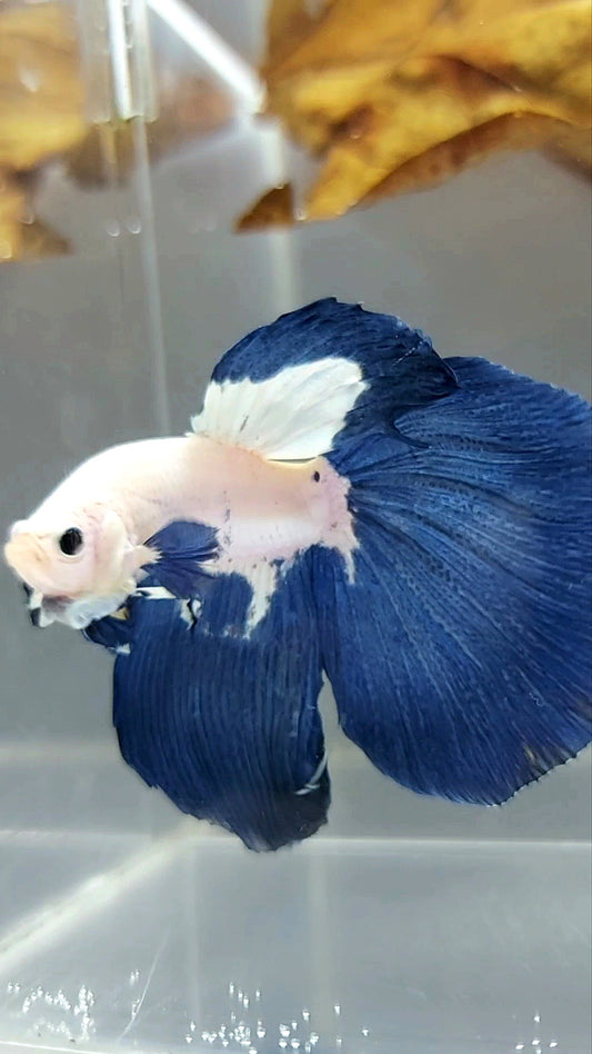 HALFMOON BLUE RIM TOP BETTA FISH