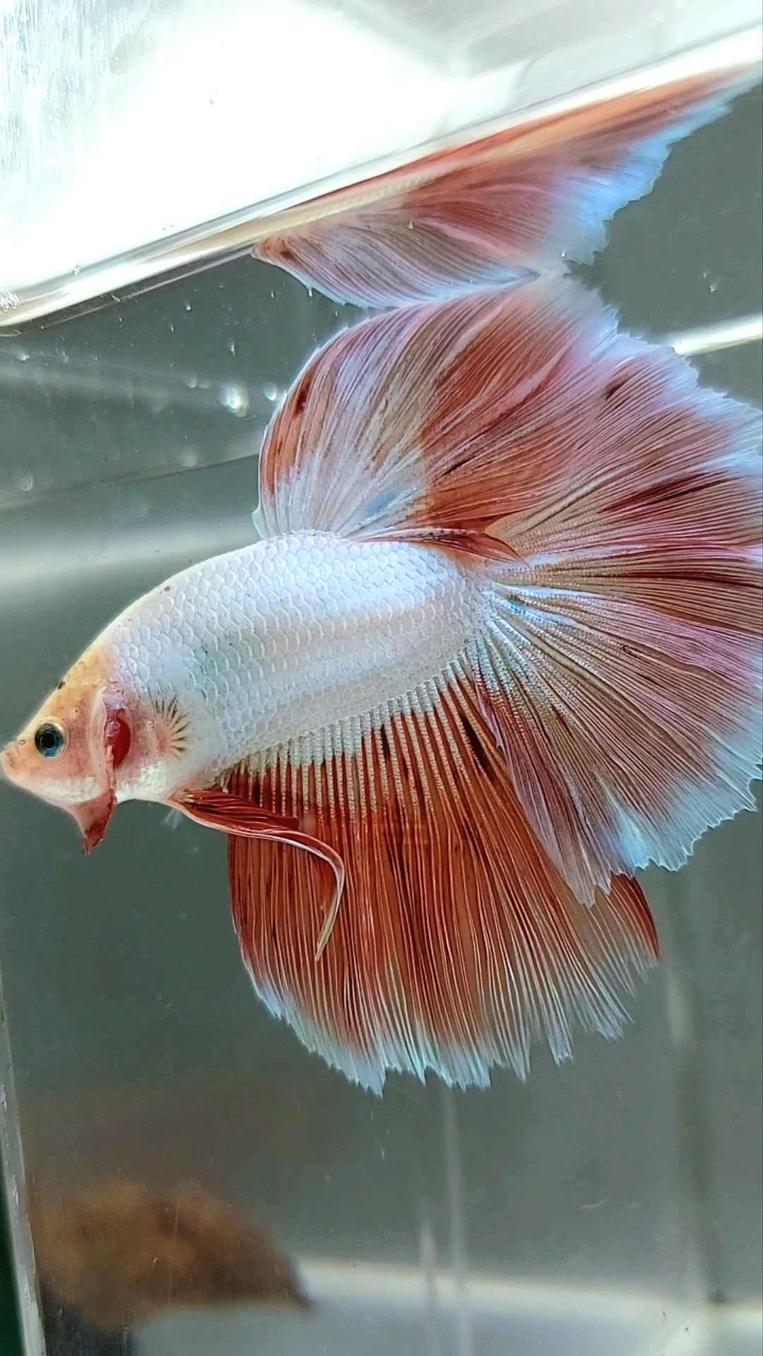 XL HALFMOON ROSETAIL PINK ARMAGEDDON RARE BETTA FISH