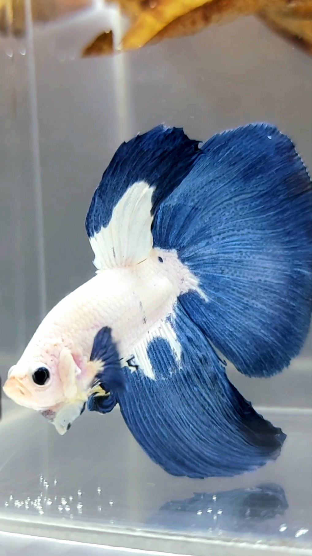 HALFMOON BLUE RIM TOP BETTA FISH