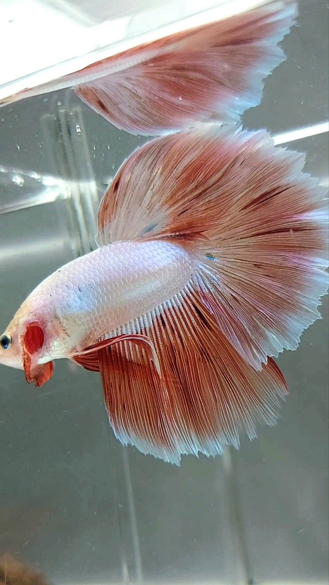 XL HALFMOON ROSETAIL ROSA ARMAGEDDON SELTENER BETTA-FISCH