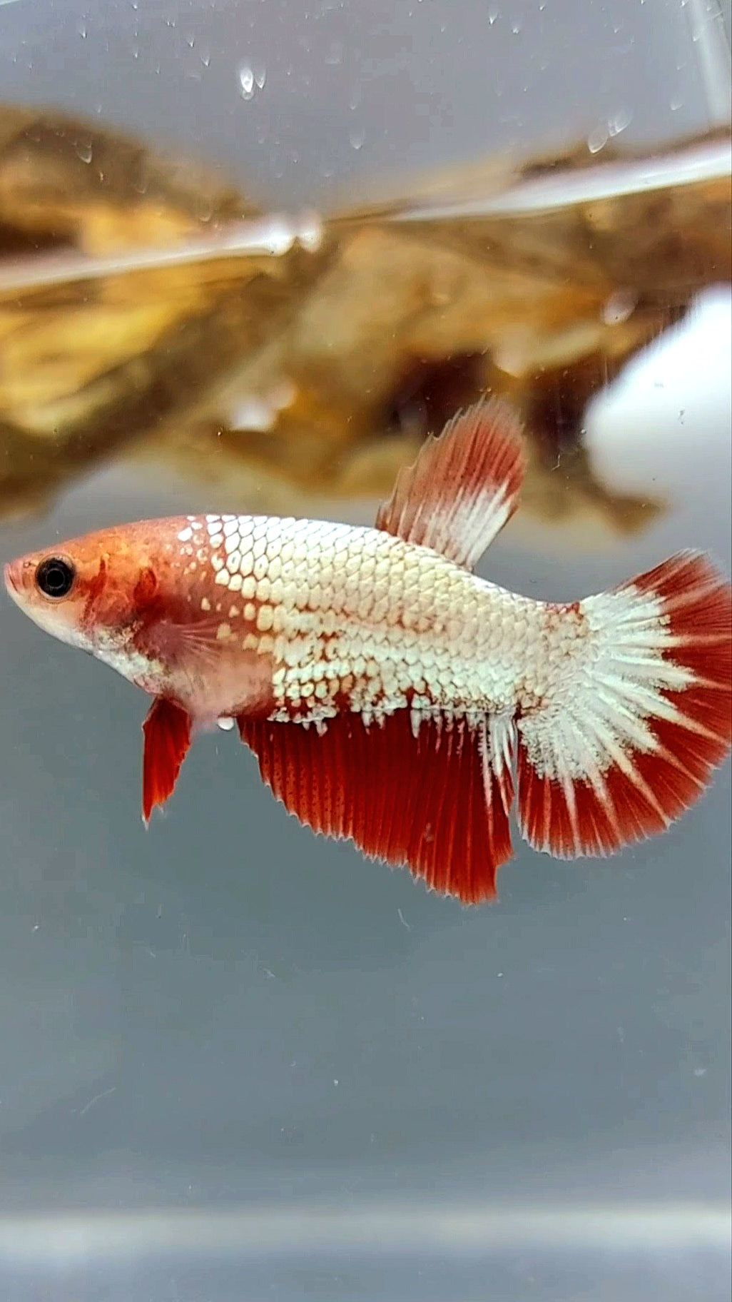 FEMALE HALFMOON RED FCCP RARE BETTA FISH