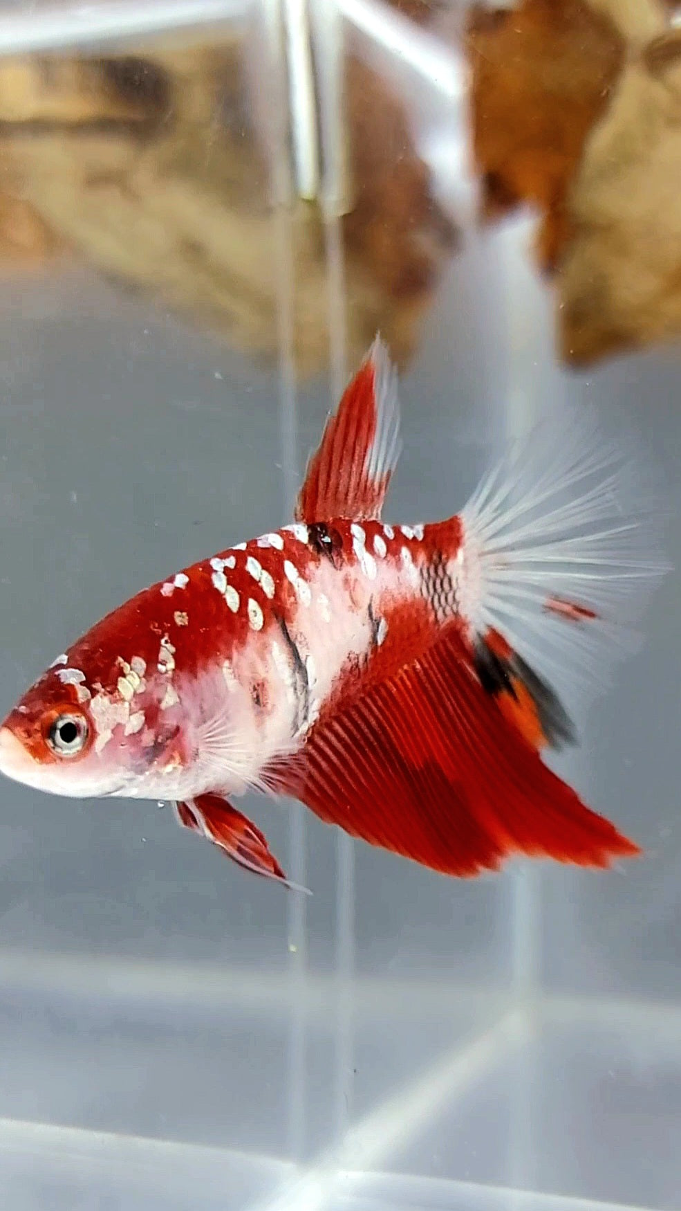 FEMALE HALFMOON RED GOLD GALAXY RARE BETTA FISH