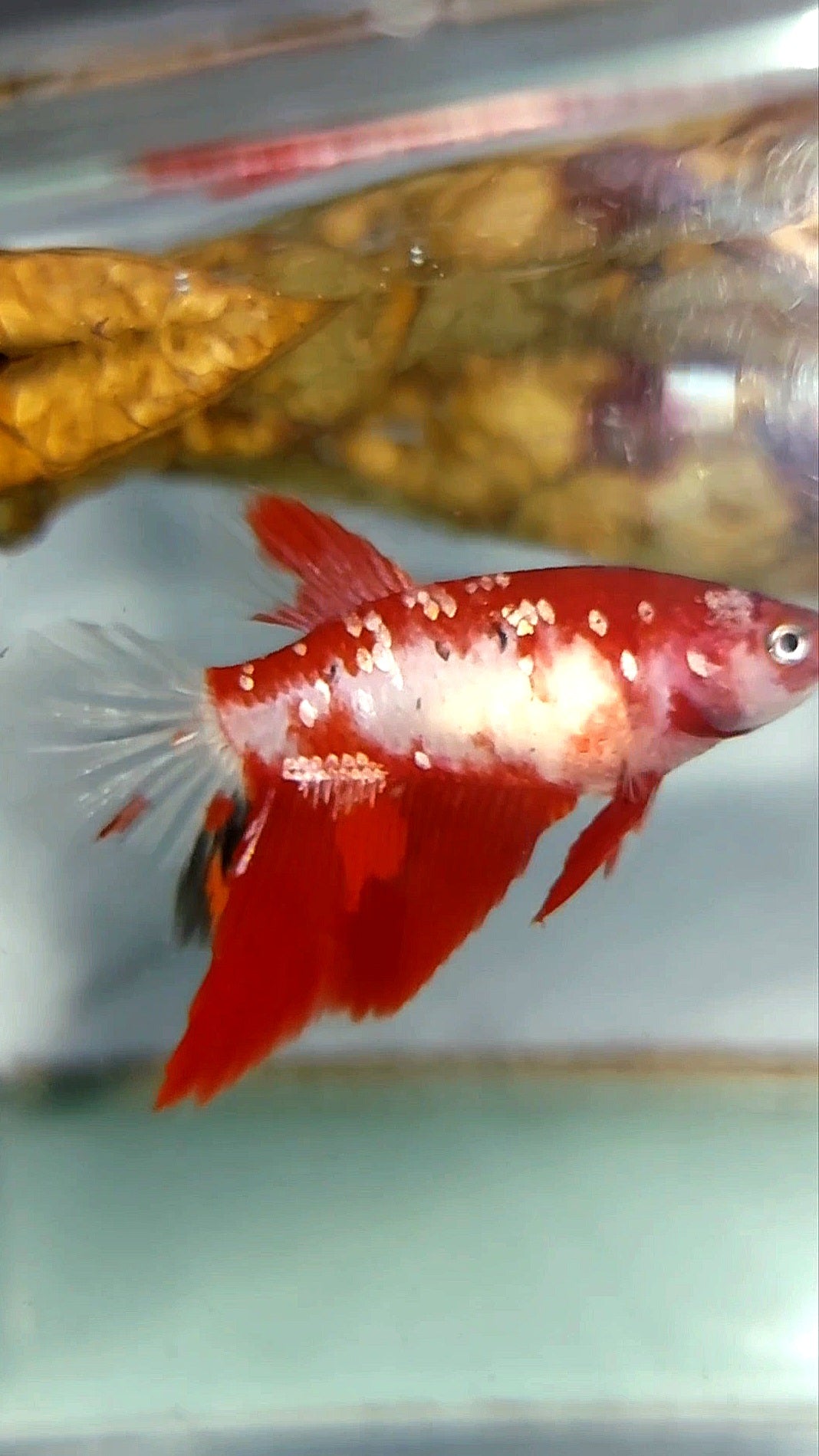 FEMALE HALFMOON RED GOLD GALAXY RARE BETTA FISH