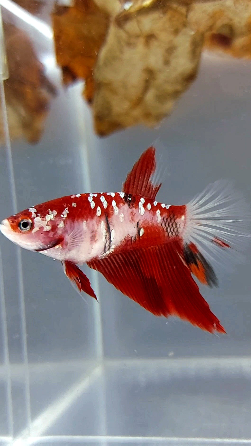 FEMALE HALFMOON RED GOLD GALAXY RARE BETTA FISH