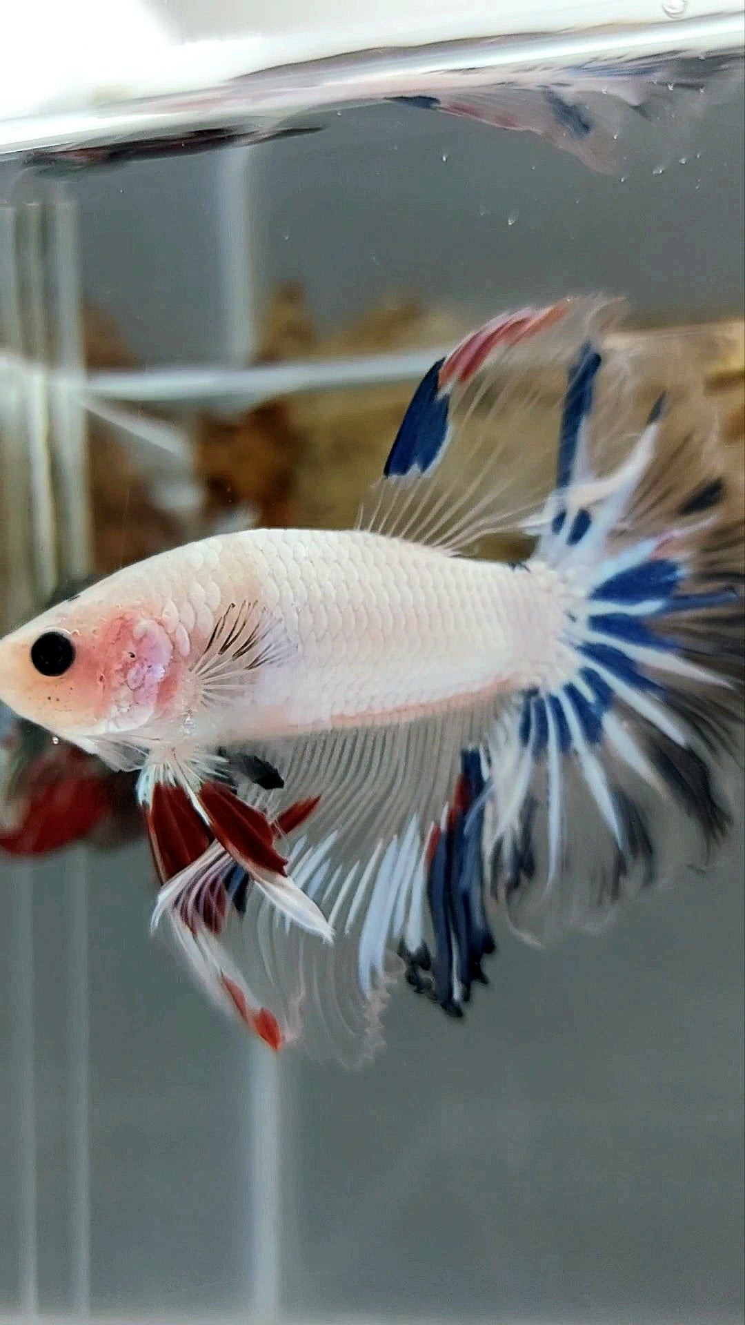 HALFMOON ROSETAIL AOC CELLOPHANE EINZIGARTIGER BETTA-FISCH