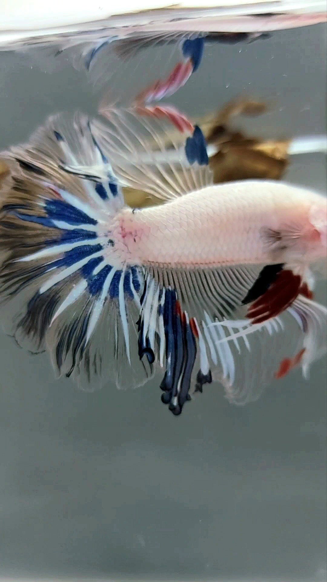 HALFMOON ROSETAIL AOC CELLOPHANE EINZIGARTIGER BETTA-FISCH