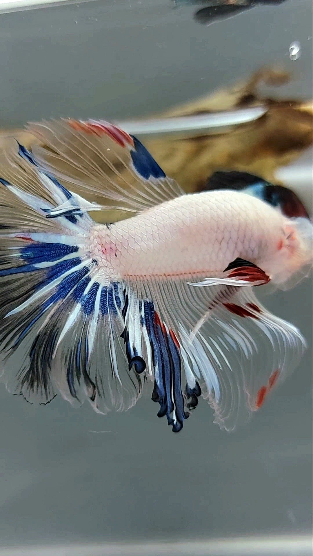 HALFMOON ROSETAIL AOC CELLOPHANE EINZIGARTIGER BETTA-FISCH