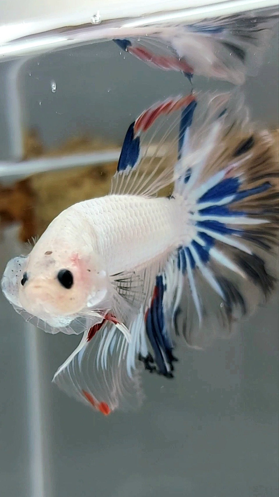 HALFMOON ROSETAIL AOC CELLOPHANE EINZIGARTIGER BETTA-FISCH