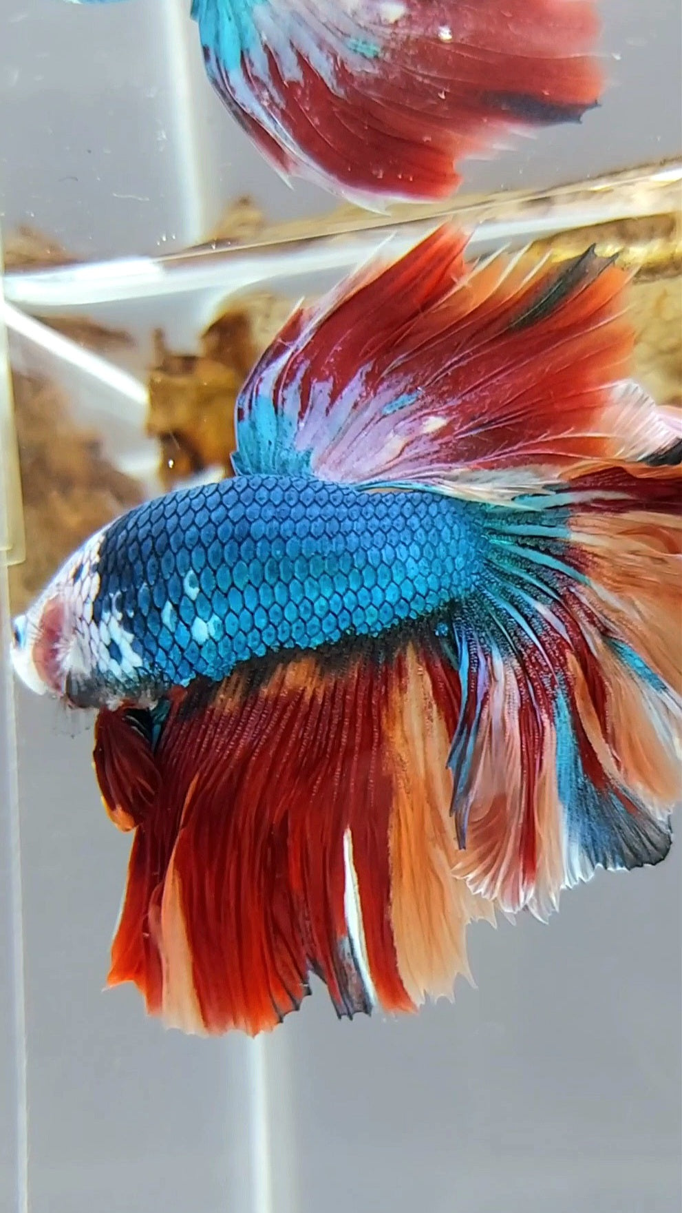 HALFMOON ROSETAIL BLUE NEMO FIRE MULTICOLOR MASKING BETTA FISH