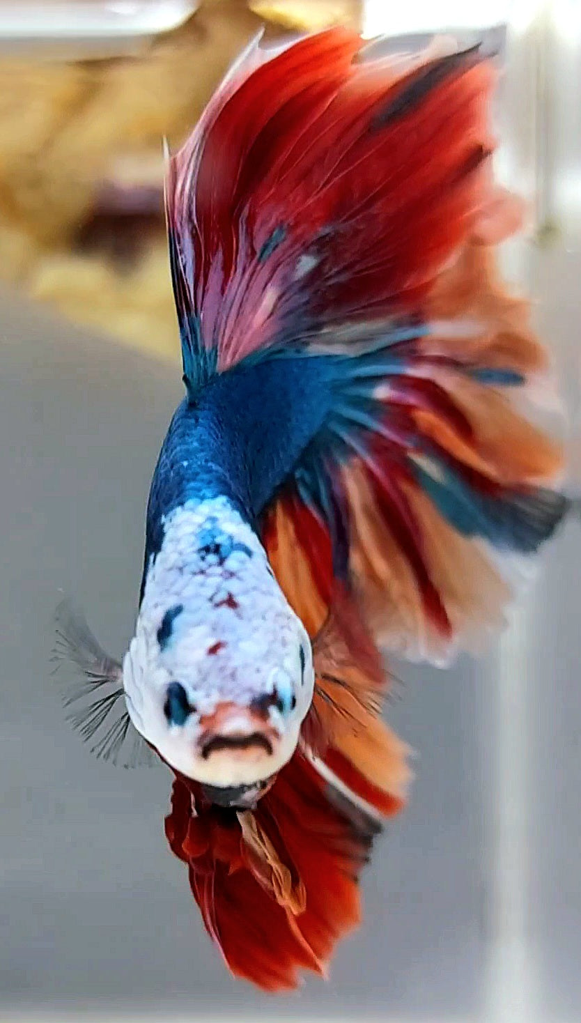 HALFMOON ROSETAIL BLUE NEMO FIRE MULTICOLOR MASKING BETTA FISH