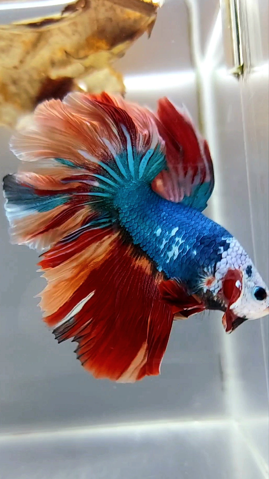 HALFMOON ROSETAIL BLUE NEMO FIRE MULTICOLOR MASKING BETTA FISH