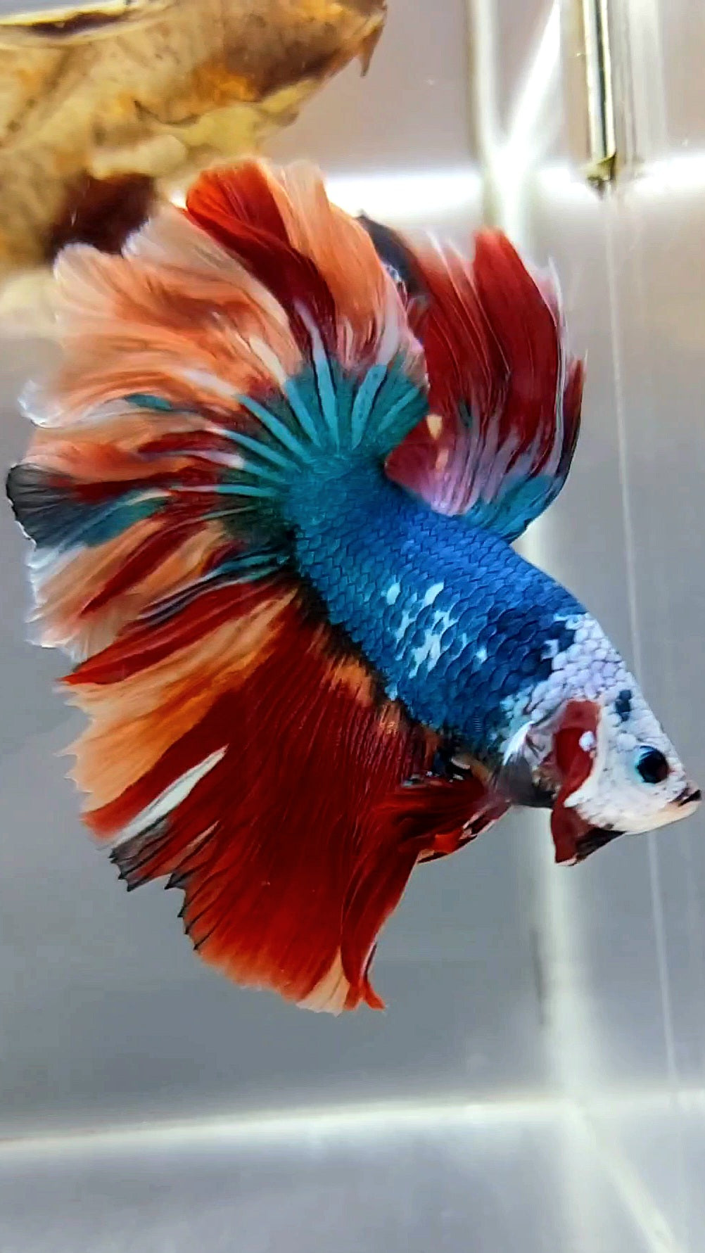 HALFMOON ROSETAIL BLUE NEMO FIRE MULTICOLOR MASKING BETTA FISH