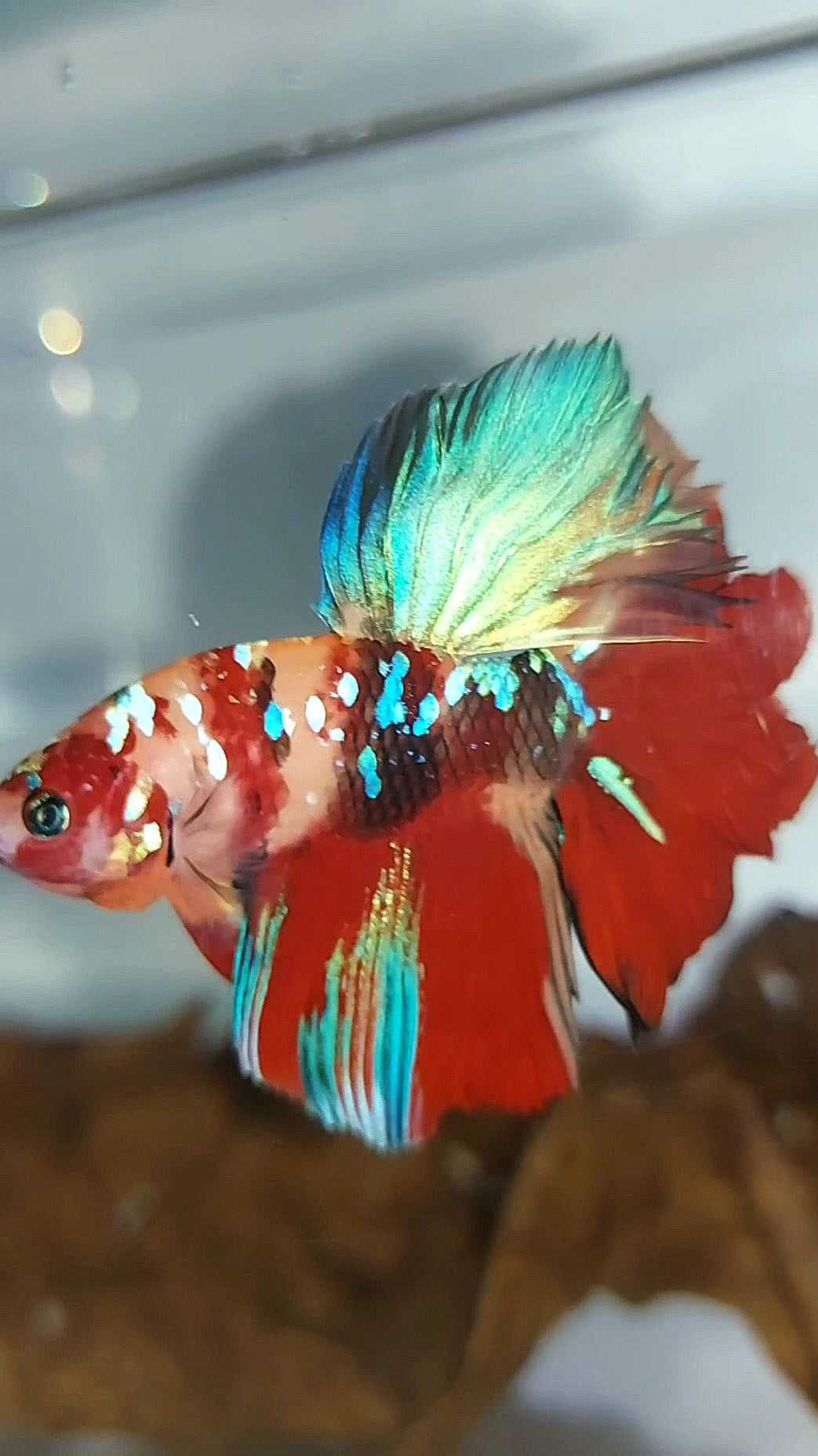 HALFMOON ROSETAIL ORANGE RED GALAXY MULTICOLOR BETTA FISH