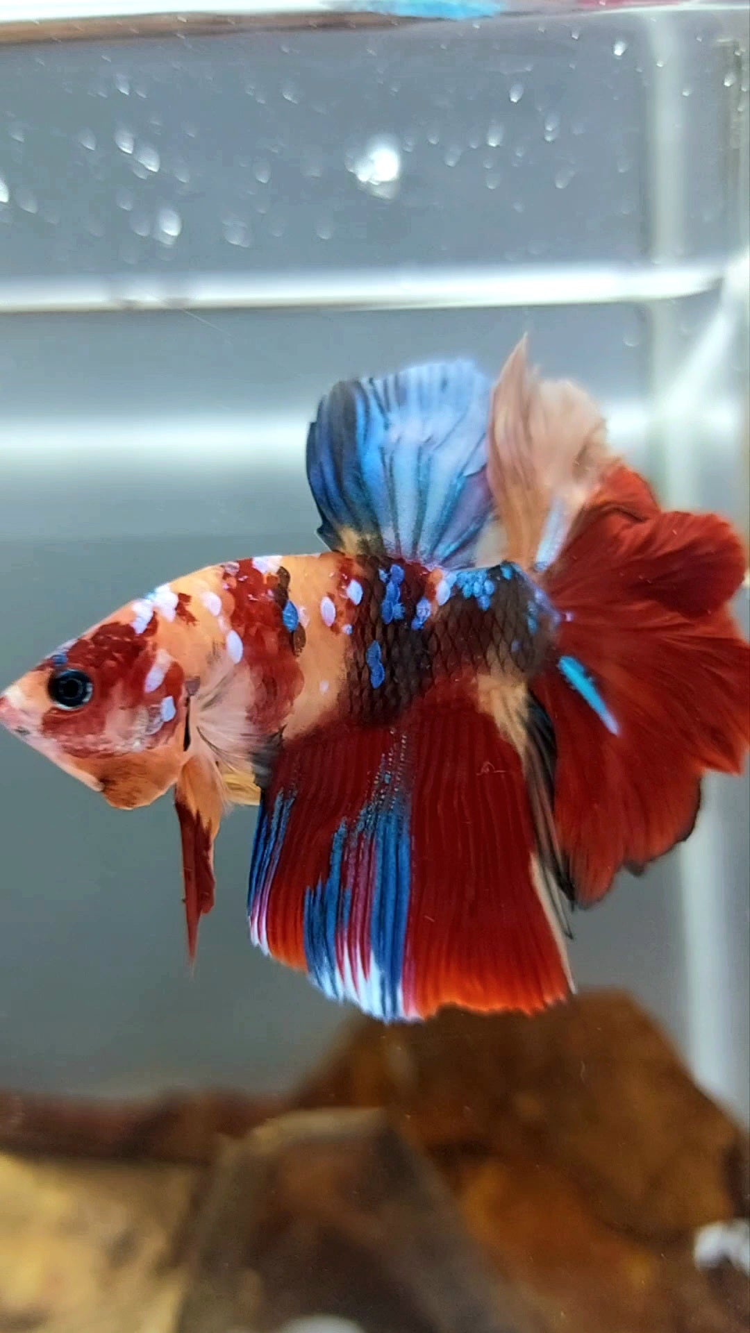 HALFMOON ROSETAIL ORANGE RED GALAXY MULTICOLOR BETTA FISH