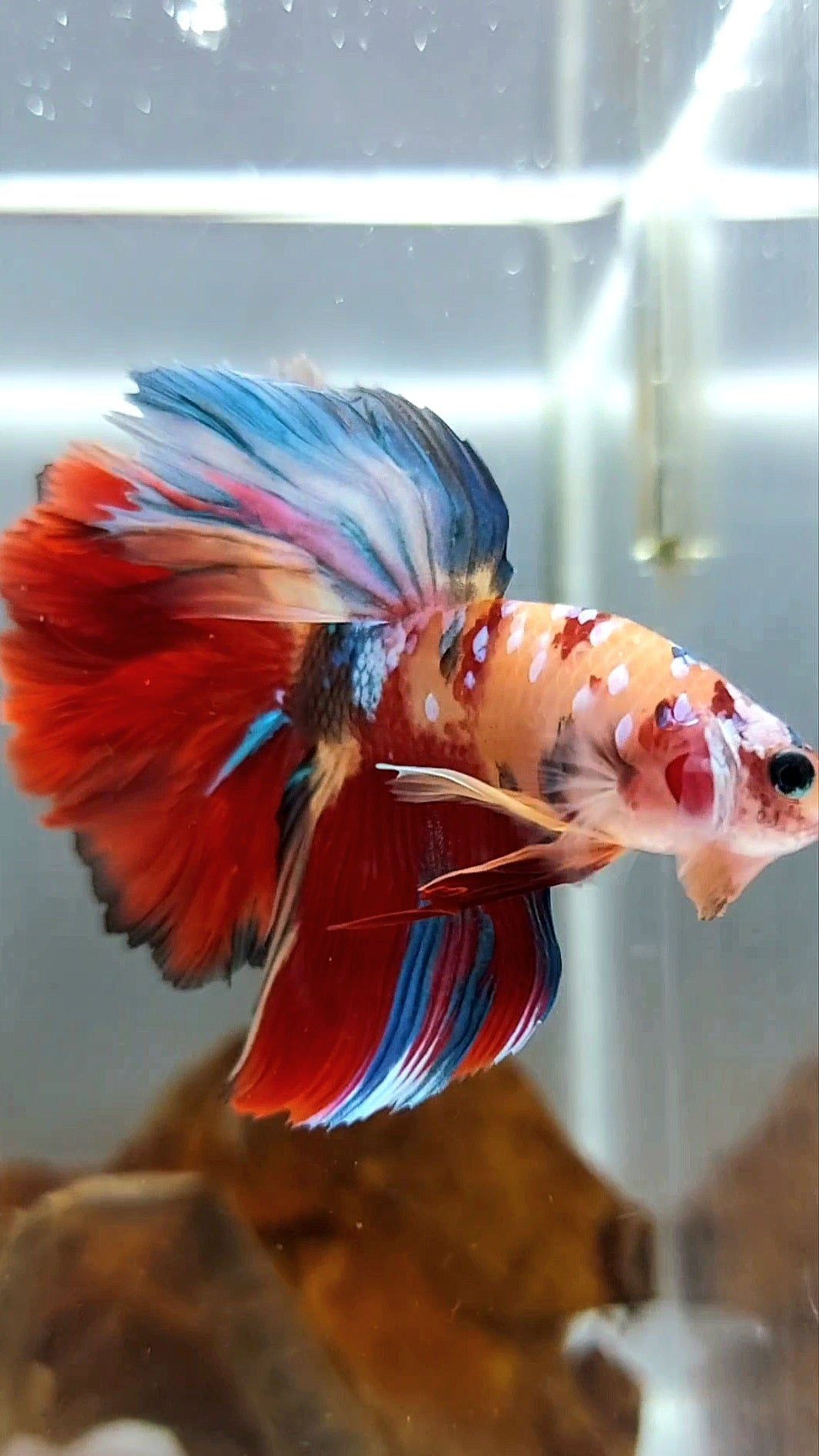 HALFMOON ROSETAIL ORANGE RED GALAXY MULTICOLOR BETTA FISH