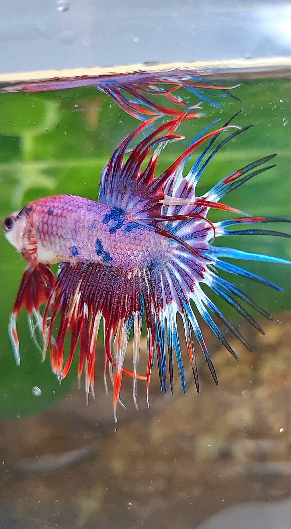 CROWNTAIL PURPLE FANCY MULTICOLOR BETTA FISH