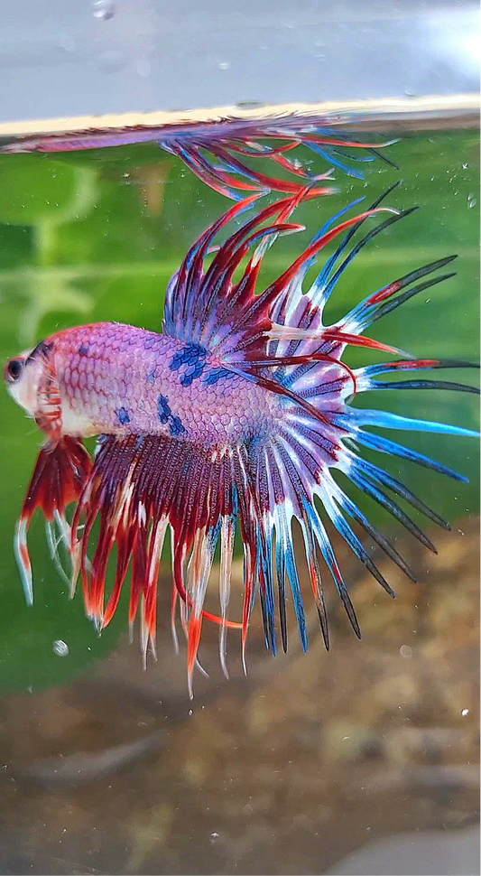 CROWNTAIL PURPLE FANCY MULTICOLOR BETTA FISH