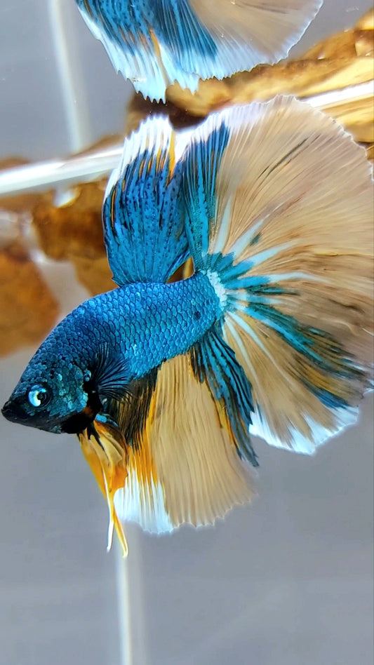 HALFMOON BLUE GREEN YELLOW UNIQUE MULTICOLOR RARE BETTA FISH