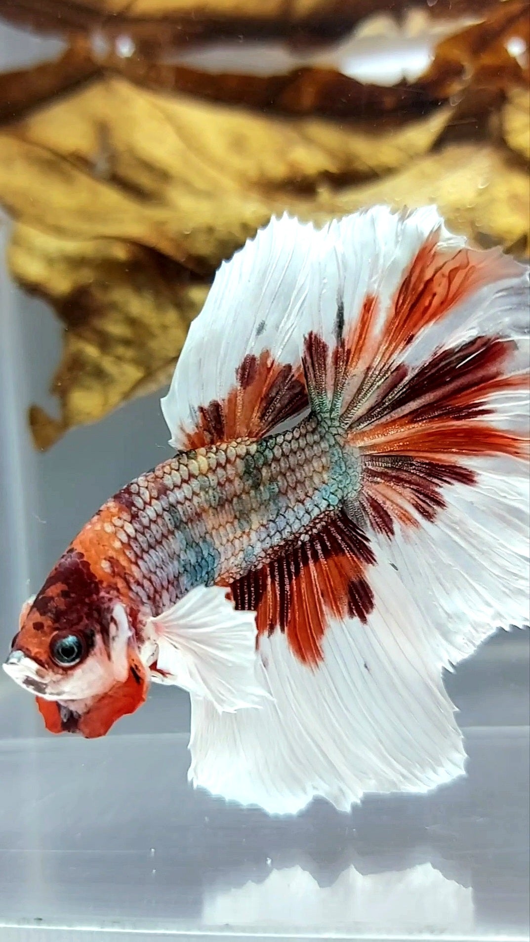 HALFMOON DUMBO EAR ROSETAIL NEMO COPPER MULTICOLOR BUTTERFLY SUPER RARE BETTA FISH