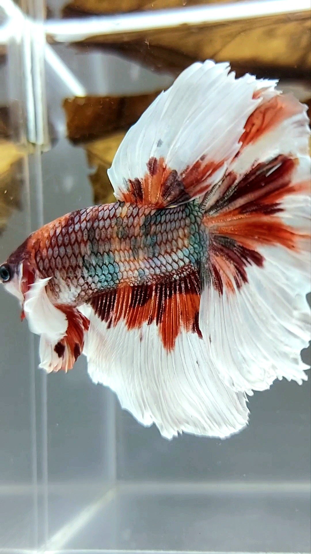 HALFMOON DUMBO EAR ROSETAIL NEMO KUPFER MEHRFARBIGER SCHMETTERLING SUPER SELTENER BETTA-FISCH