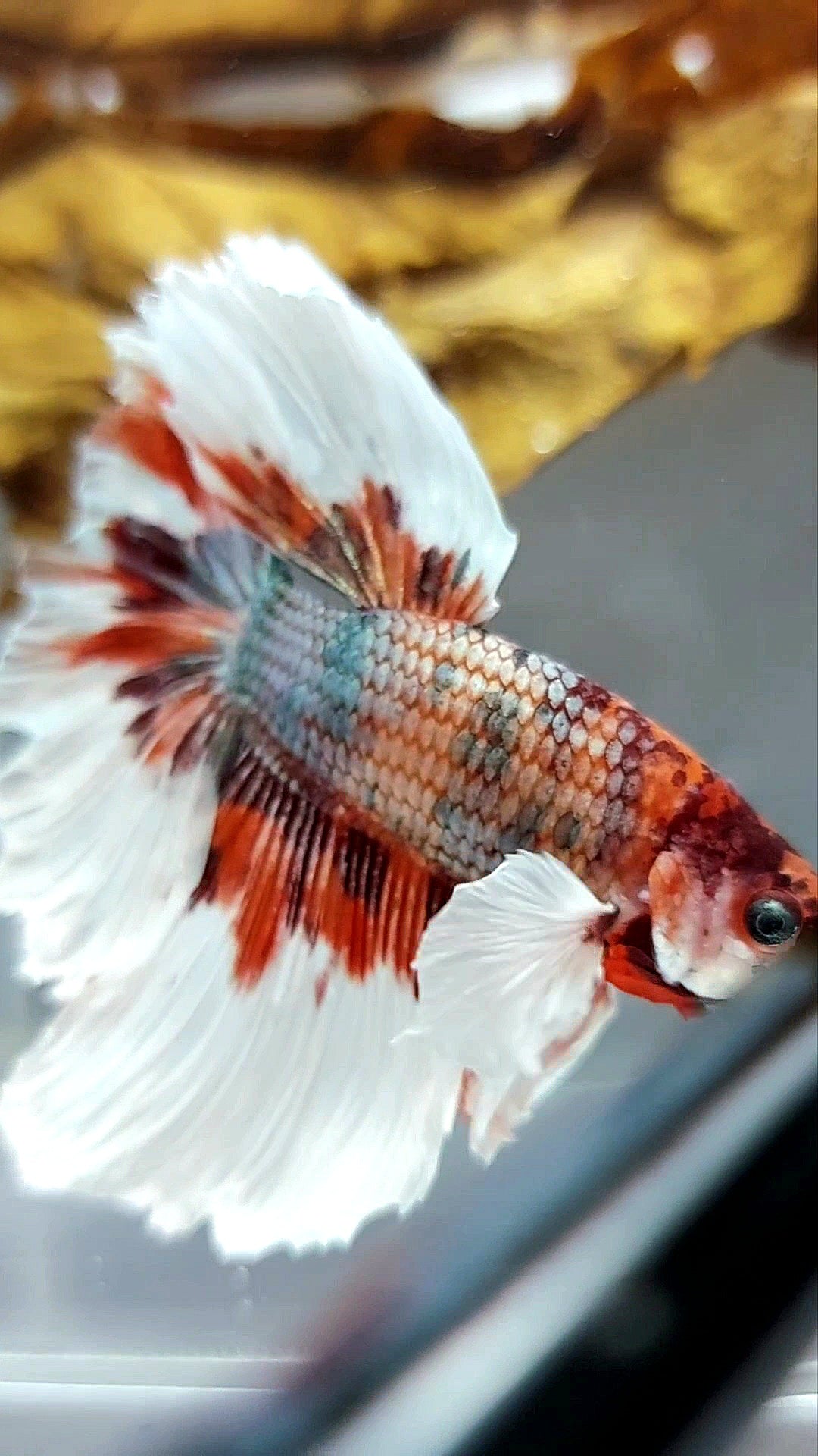 HALFMOON DUMBO EAR ROSETAIL NEMO COPPER MULTICOLOR BUTTERFLY SUPER RARE BETTA FISH