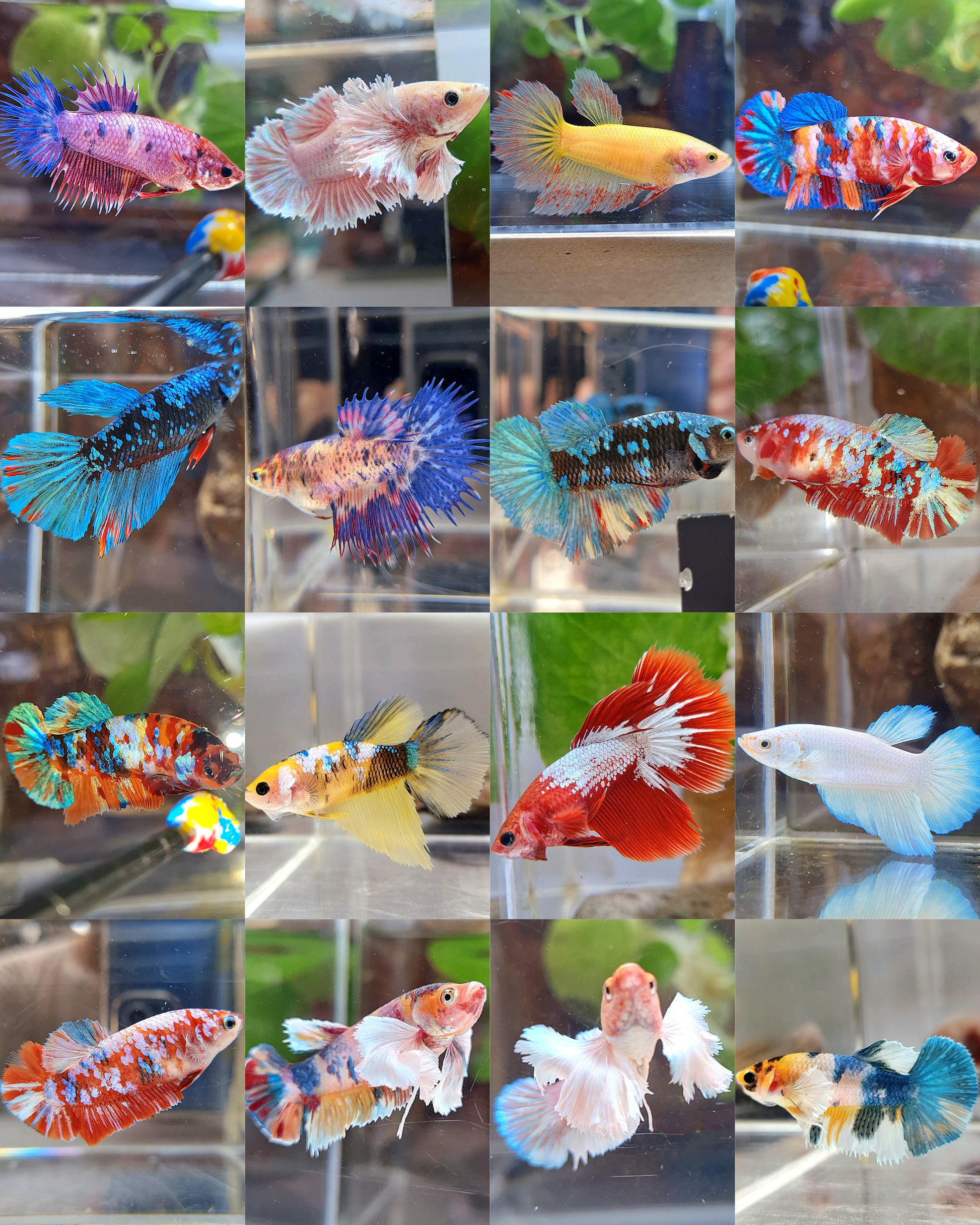 5 FISH FEMALE MYSTERY BOX RANDOM BETTA FISH – Rare Betta Fish Store