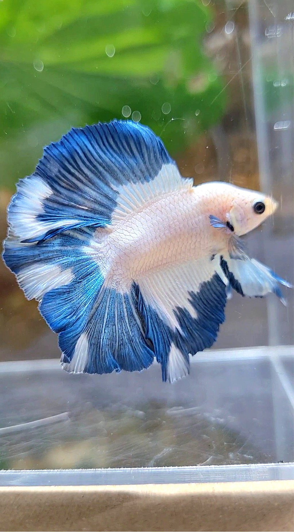 LUXURY HALFMOON DOUBLE TAIL BLUE RIM PATTERN BETTA FISH