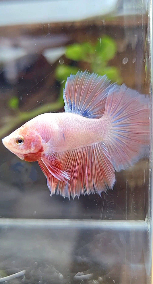 BONSAI HALFMOON PINK BETTA FISH