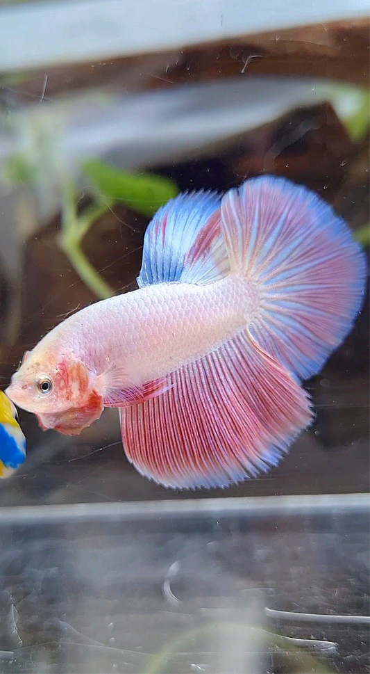 HALFMOON PINK BETTA FISH