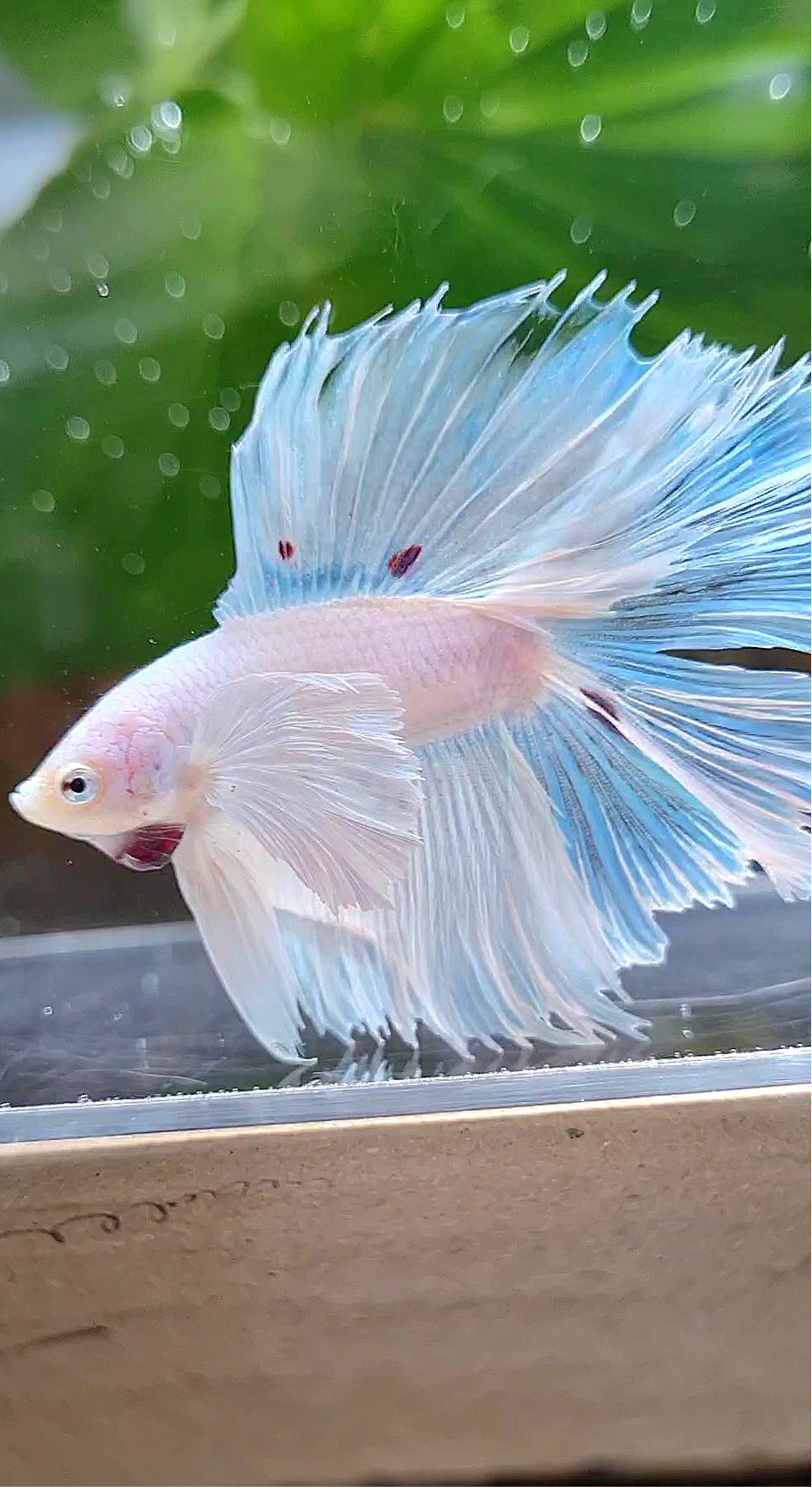 HALFMOON DOUBLE TAIL DUMBO EAR WHITE BETTA FISH