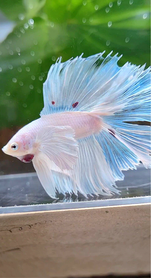 HALFMOON DOUBLE TAIL DUMBO EAR WHITE BETTA FISH