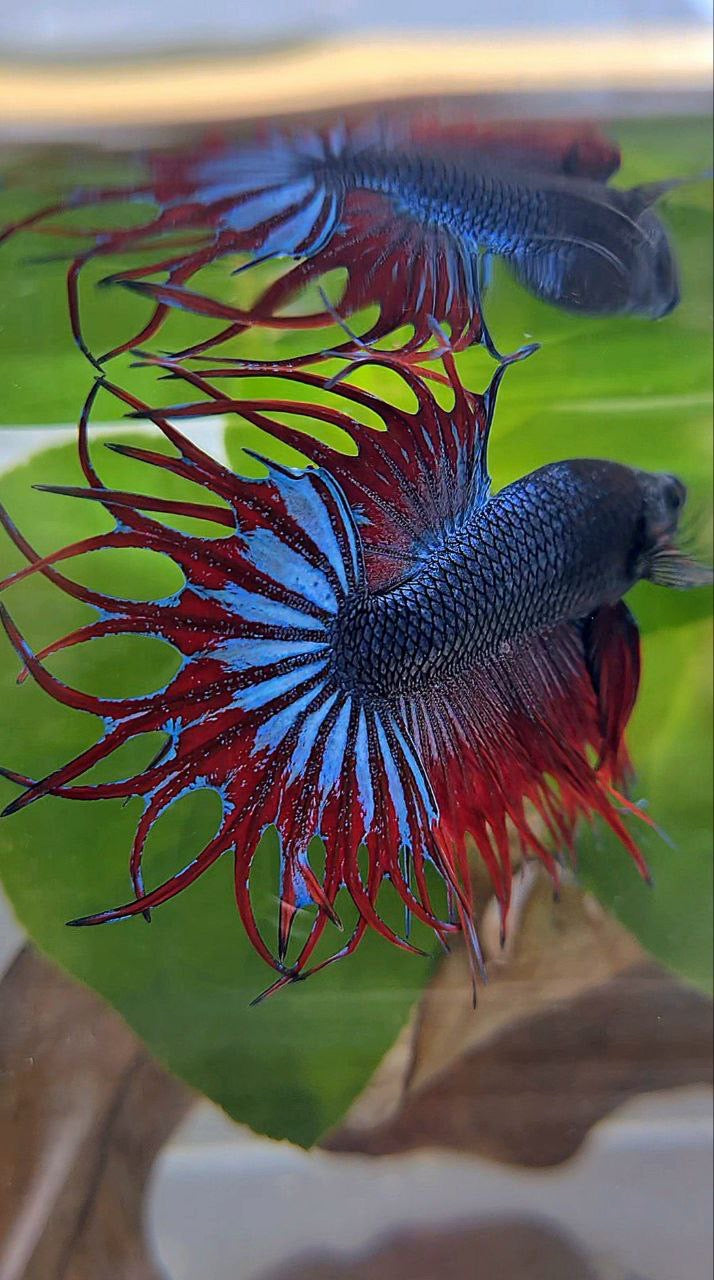 LUXURY KING CROWNTAIL BLUE VAMPIRE BETTA FISH