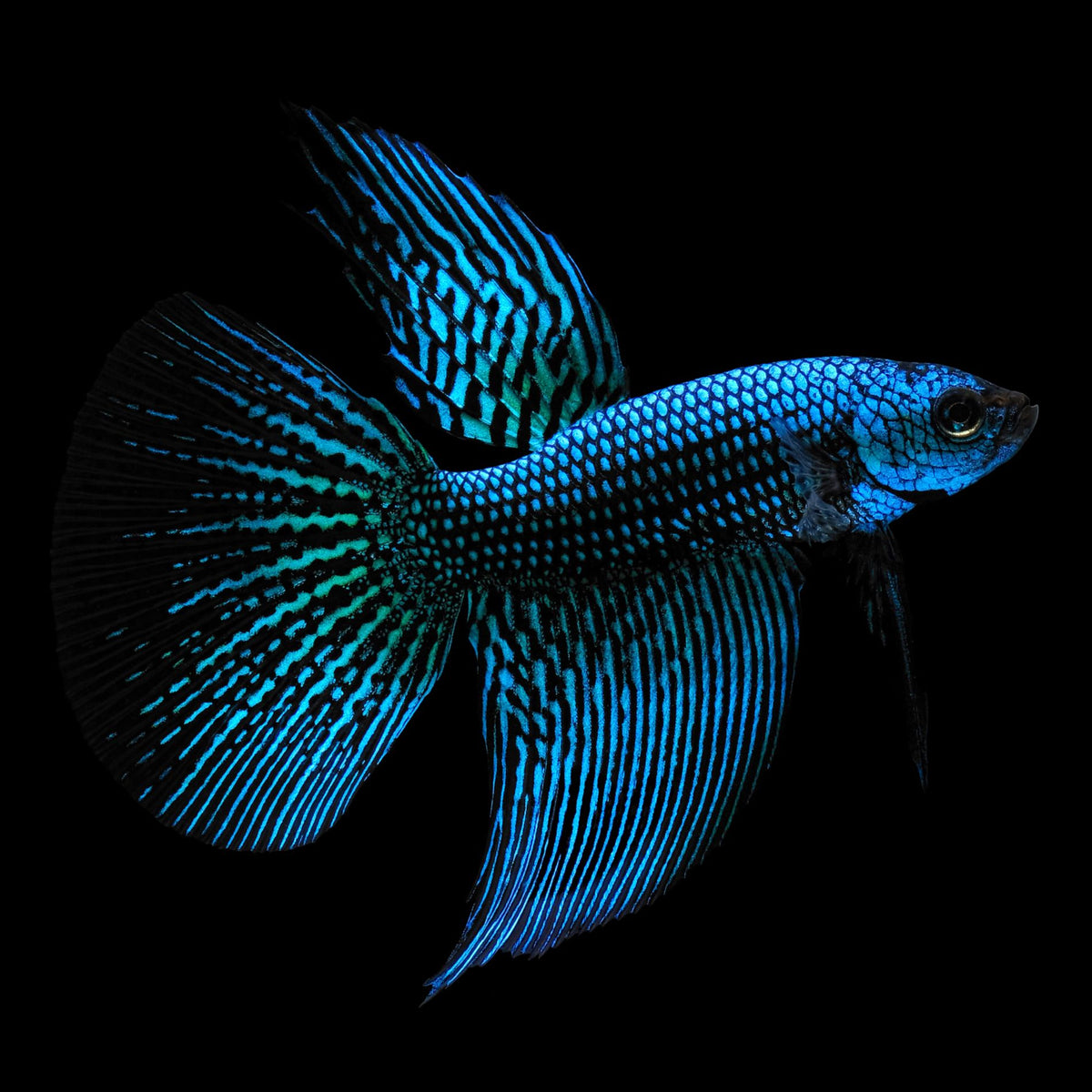 Rare Betta Fish for Sale | Exact Fish Shown from Indonesia – Rare Betta ...