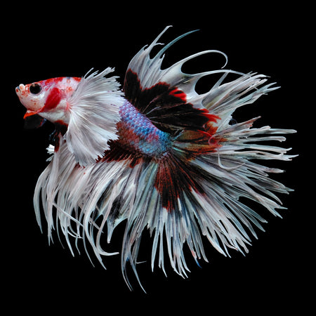 RARE BETTA FISH STORE – Rare Betta Fish Store