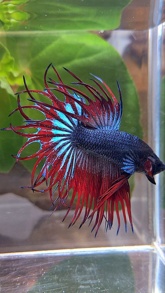 LUXURY KING CROWNTAIL BLUE VAMPIRE BETTA FISH