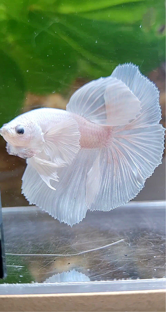 HALFMOON DUMBO EAR ROSETAIL WHITE PLATINUM BETTA FISH