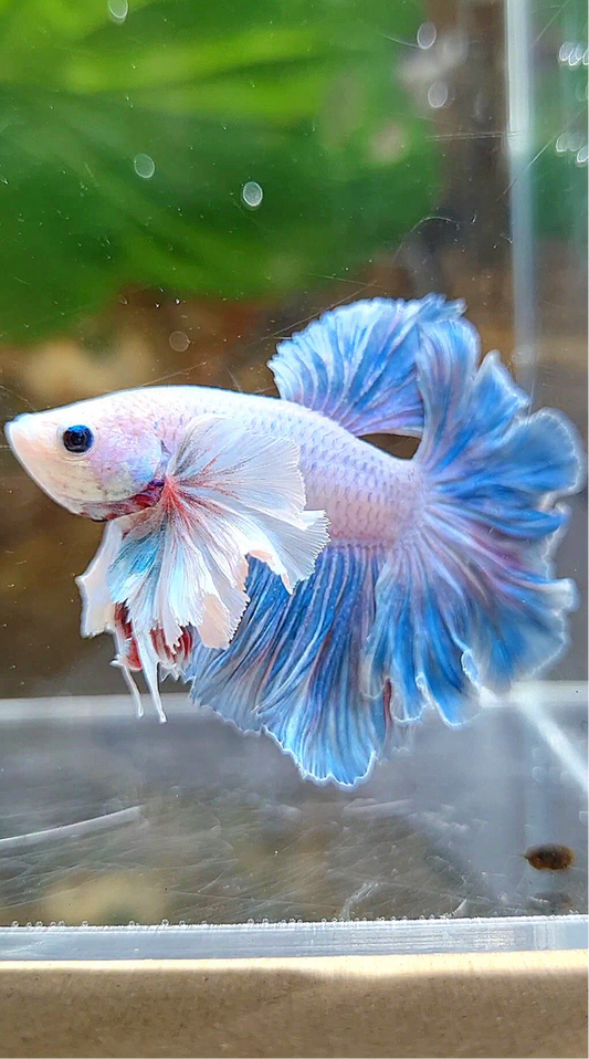 HALFMOON FEATHER TAIL DUMBO EAR BLUE GRIZZLE BETTA FISH