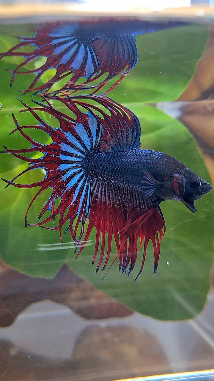LUXURY KING CROWNTAIL BLUE VAMPIRE BETTA FISH