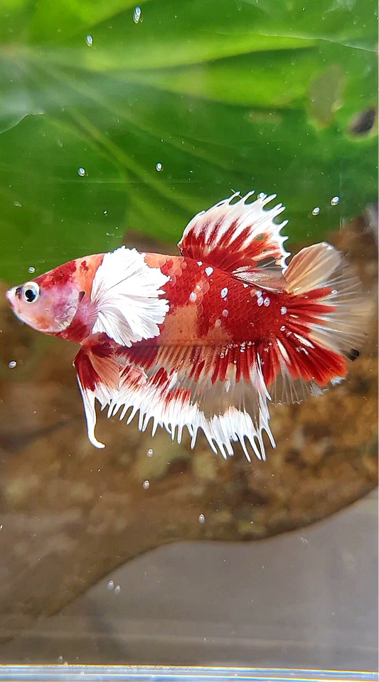 HALFMOON OVER ROSETAIL FANCY MULTICOLOR BETTA FISH