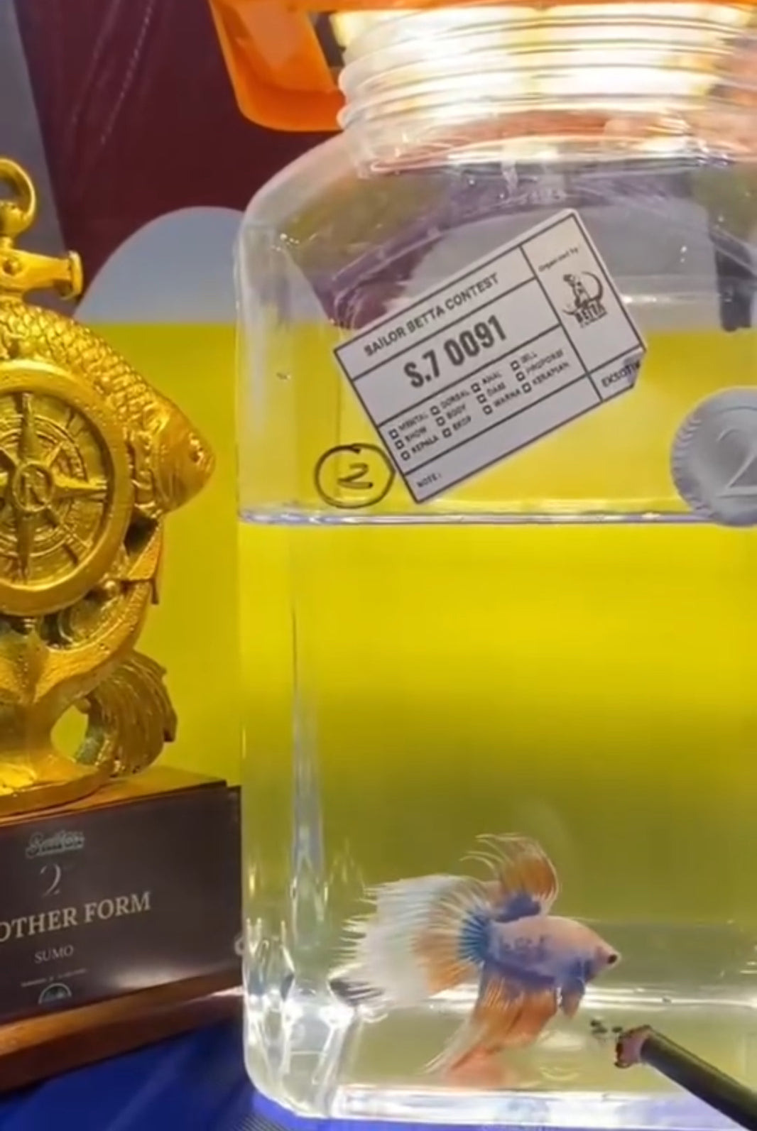 GIANT & XL Size – Rare Betta Fish Store