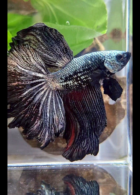 2 FISH GIANT VEILTAIL RED YELLOW & HALFMOON COPPER BLACK BETTA FISH