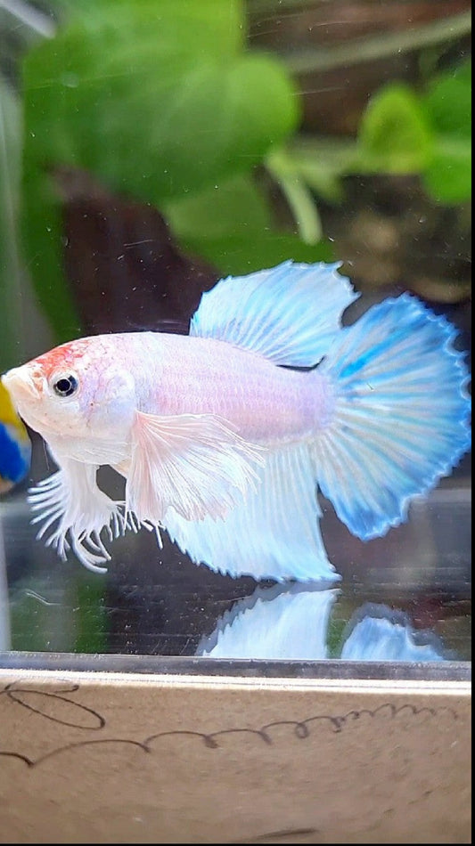 2 FISH FEMALE CROWNTAIL PURPLE FANCY & FEMALE HALFMOON DUMBO EAR WHITE UNICORN BETTA FISH