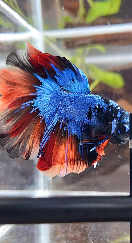 HALFMOON ROSETAIL BLUE BLACK NEMO AVATAR BETTA FISH