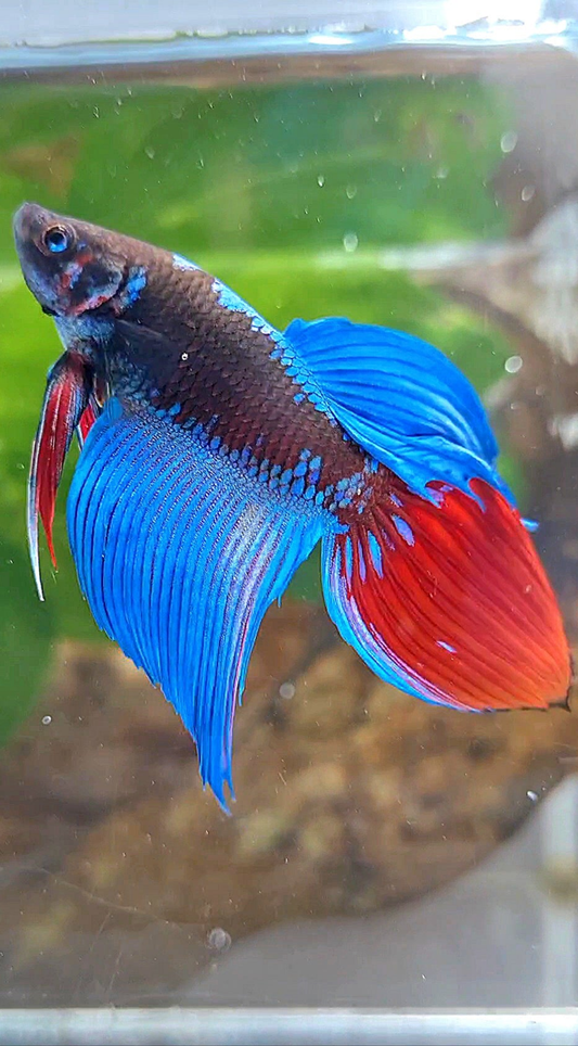 VEILTAIL BLACK SAPPHIRE AVATAR BETTA FISH